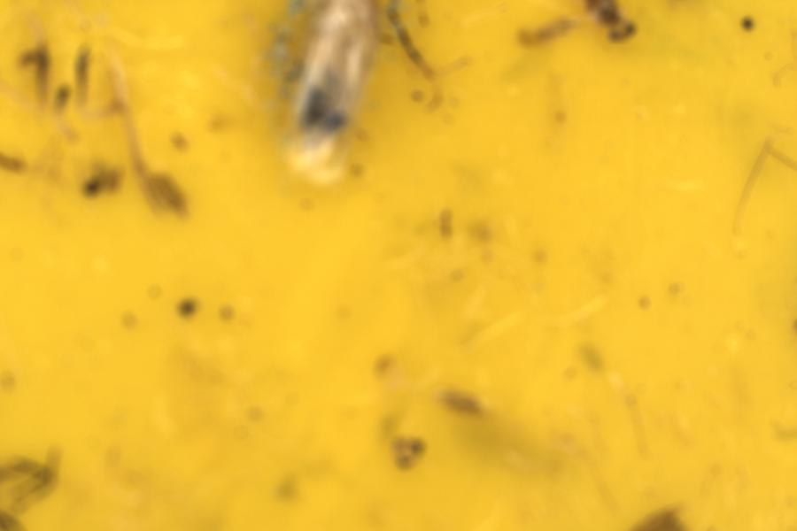 Image 17